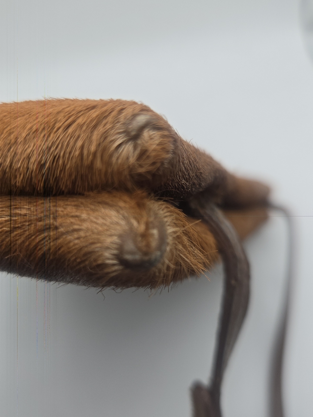 Prada Brown Pony Hair Shoulder Bag - Picture 8 of 16